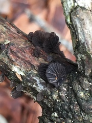 Resupinatus alboniger