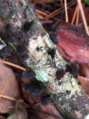 Resupinatus alboniger