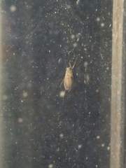 Insecta