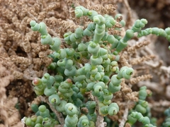 Halocnemum strobilaceum