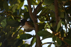 Junco hyemalis