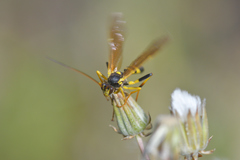 Amblyteles armatorius