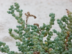 Halocnemum strobilaceum