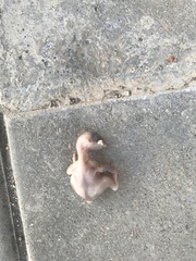 Passer domesticus
