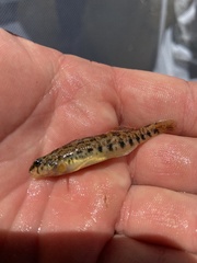 Etheostoma coosae