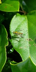 Pterygota
