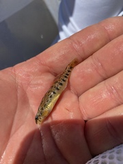 Etheostoma coosae