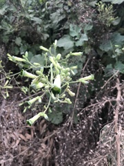 Nicotiana knightiana