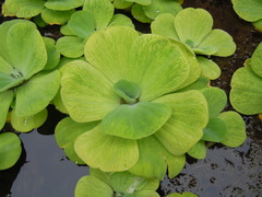 Pistia
