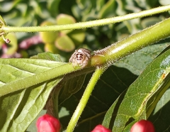 Colonus hesperus