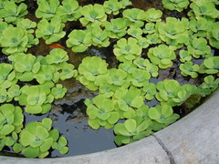 Pistia