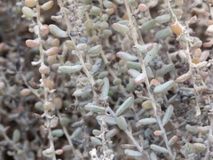Suaedoideae