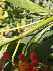 Colonus hesperus