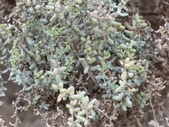 Suaedoideae