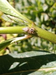 Colonus hesperus