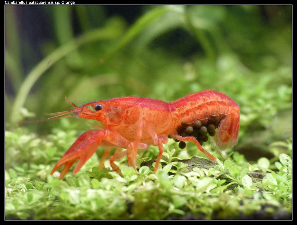 dwarf crayfish