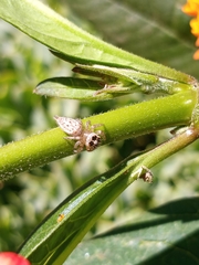 Colonus hesperus