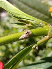 Colonus hesperus