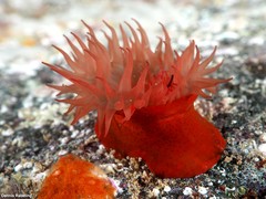 Actinia nigropunctata