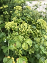 Smyrnium olusatrum