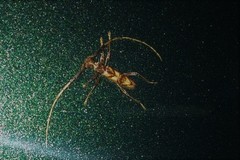 Compsibidion vanum