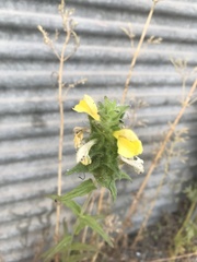 Bellardia trixago