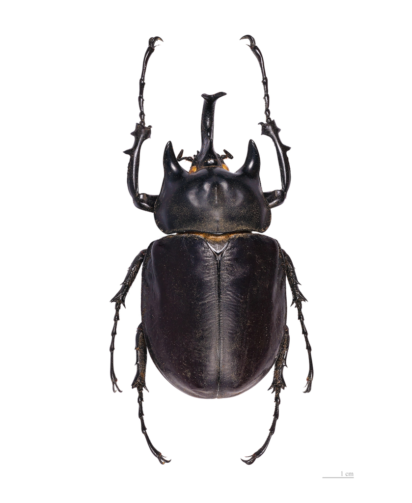 Actaeon Beetle