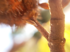 Enchenopa pachycornuta