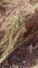 Cophosaurus texanus scitulus