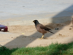 Acridotheres tristis