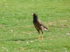 Acridotheres tristis