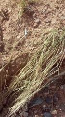 Cophosaurus texanus scitulus