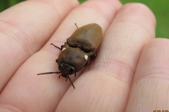 Pyrophorus