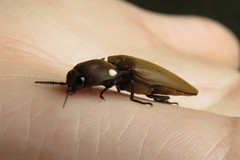 Pyrophorus