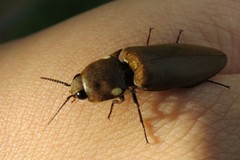 Pyrophorus