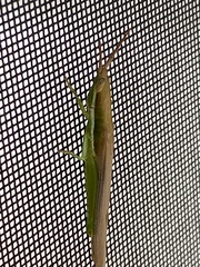 Leptysma marginicollis