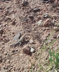 Cophosaurus texanus scitulus