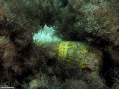 Conus canariensis