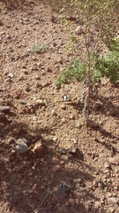 Cophosaurus texanus scitulus