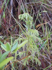 Palhinhaea glaucescens