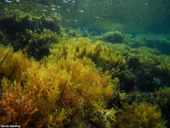 Cystoseira humilis