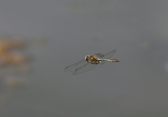 Cordulia aenea aenea