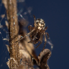 Linyphiidae