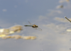 Cordulia aenea aenea