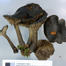Lyophyllum moncalvoanum - Photo 由 Jerry Cooper 所上傳的 (c) Jerry Cooper，保留部份權利CC BY