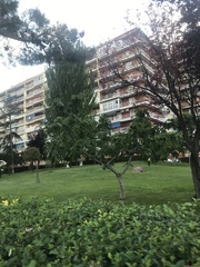 Ficus carica
