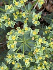 Euphorbia schizoloba