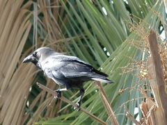Corvus splendens