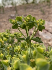 Euphorbia schizoloba