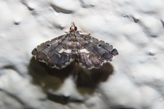 Lathrotelinae